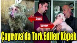 Çayırova'da Terk Edilen Köpek