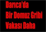 Darıca'da Bir Domuz Gribi Vakası Daha