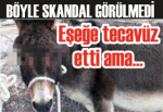 Eşeğe tecavüz etti ama...