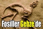 Fosiller Gebze’de görücüye çıktı