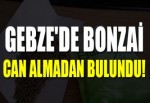 Gebze'de Bonzai can almadan bulundu!