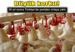 Kanatlı sektöründe ILT korkusu