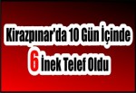 Kirazpınar'da 10 Gün İçinde 6 İnek Telef Oldu