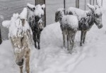 Kırsala terk edilen eşekler buz tuttu