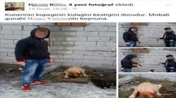 Kulakları kesilmiş köpek fotoğrafları isyan ettirdi