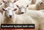 Kurbanlık Fiyatları Belli Oldu