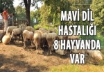 Mavi dil hastalığı 8 hayvanda var