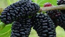 MUCİZE BESİN KARADUTUN FAYDALARI