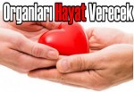 Organları hayat verecek