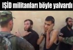 Peşmerge IŞİD militanlarını esir aldı
