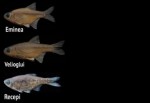 RTEÜ akademisyenleri 3 yeni balık türü keşfetti
