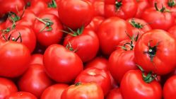 Rusya, Türkiye'den Domates İthalatını Onayladı