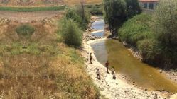 Sakarya Nehri Kurudu! Binlerce Balık Öldü, Çiftçi Zorda