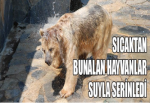 Sıcaktan bunalan hayvanlar suyla serinledi