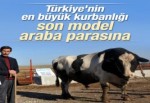 Türkiye'nin en büyük kurbanlığı Çorum'dan çıktı