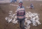 Yanlış iğne 200 kuzuyu telef etti iddiası.