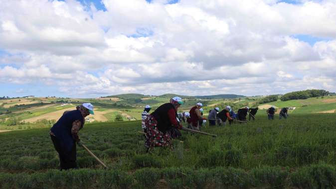 Tıbbi ve aromatik bitkilerin bahar temizliği yapılıyor