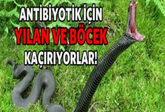 Türkiye'den bakın ne kaçırıyorlar?