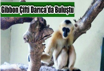Türkiye'nin ilk beyaz yanaklı Gibbon çifti Darıca'da buluştu