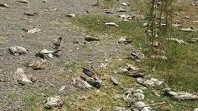 Van Gölünde korkutan görüntü! Açlıktan öldüler