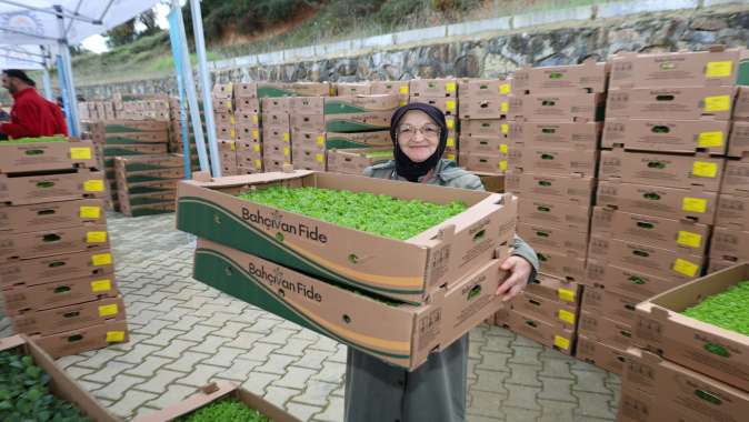 Gebzeli çiftçiye 500 bin sebze fidesi Gebzeli çiftçiye 500 bin sebze fidesi