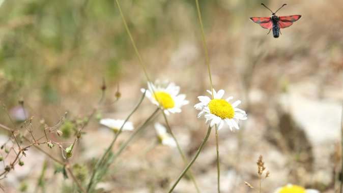 Kuzuyayla’da biyoçeşitlilik haritası çıkarıldı Kuzuyayla’da biyoçeşitlilik haritası çıkarıldı