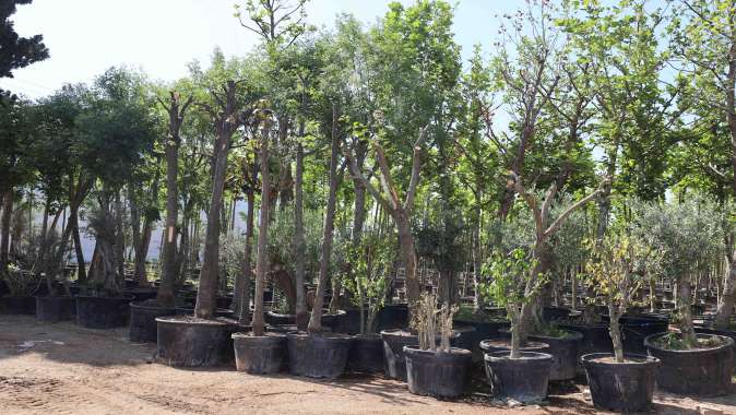 Sökülen ağaçlar geleceğe taşınıyor