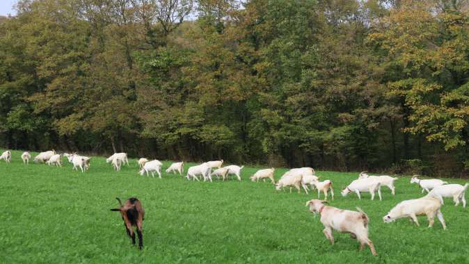 Süt otu desteği meraları berekete kavuşturdu Süt otu desteği meraları berekete kavuşturdu